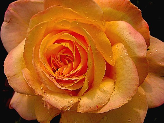 YELLOW PEACH pink PEACE ROSE CUTTING PLANT GARDEN HOME GARDENING
