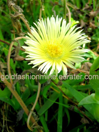 YELLOW FLOWER PLANT SUCCULENT CACTUS HOME GARDEN GARDENING