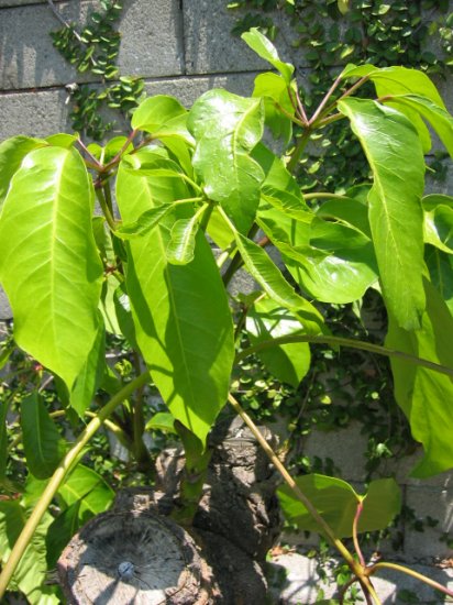 LEAFY UMBRELLA PLANT HOME GARDEN GARDENING TREE CUTTING