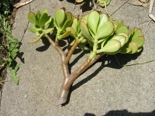 6-8" JADE money PLANT CUTTING GARDEN HOME GARDENING TREE