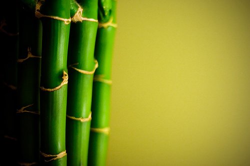 GOOD LUCK BAMBOO PLANT HOME GARDEN GARDENING INDOOR PLANTS