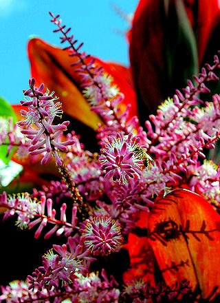 RED HAWAII TI PLANT INDOOR GARDEN HOUSE RAINBOW CUTTING houseplant