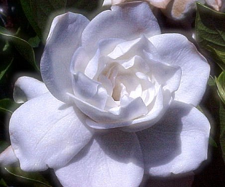 GARDENIA JASMINE FLOWER PLANT CUTTING GARDEN HOME DECOR FRAGRANCE PERFUME