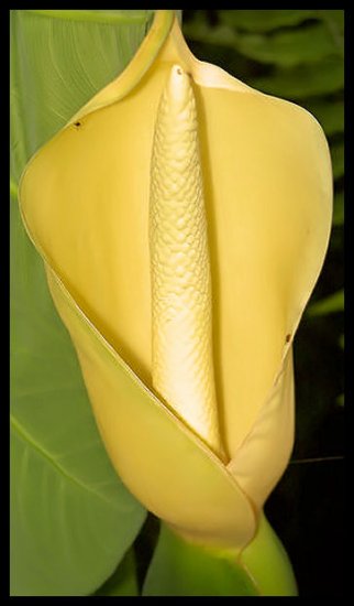 TARO PLANT HEART SHAPE LEAF PLANT GARDEN TUBER HOME