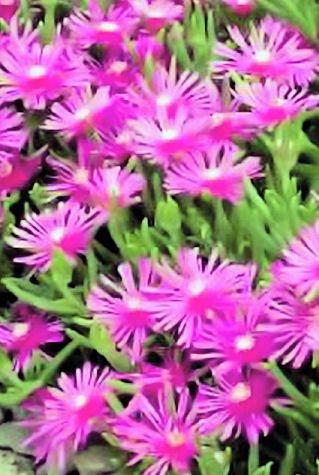 delosperma ground cover STICKY FINGER SUCCULENT CACTUS ice PLANT GARDEN HOME STRINGY CUTE