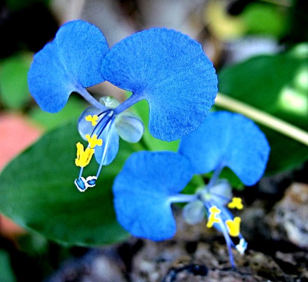 BLUE WILLOW ORCHID FLOWER GARDEN CUTTING PLANT TREE SEED HOME