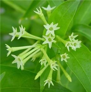 NIGHT BLOOMING JASMINE CESTRUM PLANT GARDEN GARDENING unrooted cutting