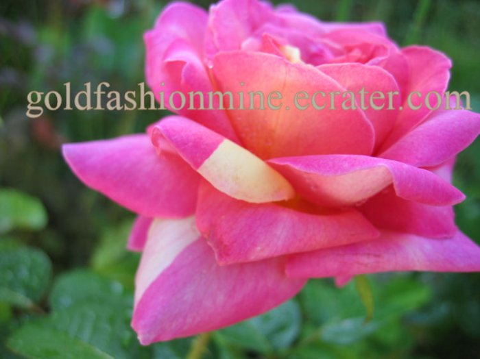 SOLD DIGITAL IMAGE JPEG FILE PEACH ROSE home garden flower flowers gift card "JESTER ROSE" roses
