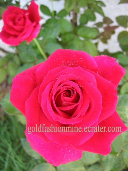 SOLD DIGITAL IMAGE JPEG RED LOVE ROSE home garden flower flowers gift card "BELLA RED ROSE" roses