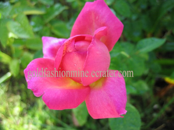 SOLD DIGITAL IMAGE JPEG FILE PEACH ROSES home garden flower flowers gift card " OPENING ACT ROSE "