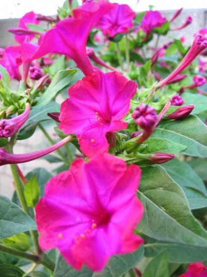 four o'clocks Mirabilis jalapa FUCHSIA lk petunia trumpet FLOWERS lot 10 SEEDS PLANTS GARDEN HOME