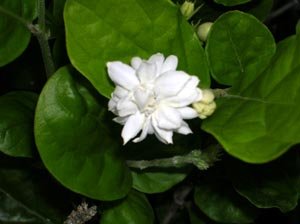 JASMINE FRAGRANT lot 3 live PLANT GARDEN HOME GARDENING 1 GALLON SIZE