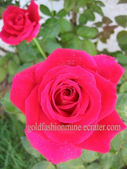 FRAGRANT ROSE RED CUTTING plant flower GARDEN HOME DECOR GORGEOUS GARDENING