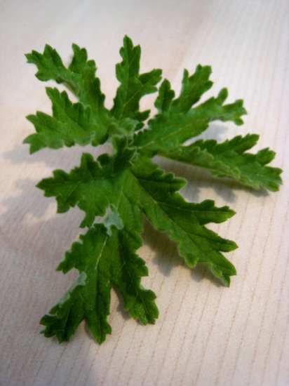 SCENTED fragrant rose Pelargonium GERANIUM HERB PLANT GARDEN SEED TREE SUMMER HOME ROSE SCENT