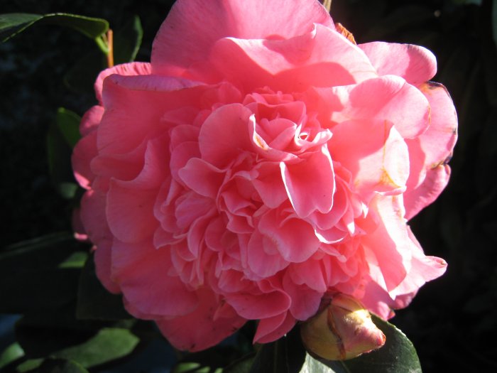 japanese CAMELLIA PLANT BUSH GARDEN gardening home peony pink landscape design hobby