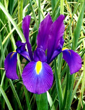 SOLD OUT - purple iris yellow PLANT HOME GARDEN gardening flower spring 3 x 16 bulbs bulb planting