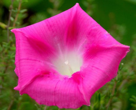 PROMO SALE - PINK MORNING GLORY FLOWER 100 SEEDS SEED PLANT Dicotyledonae HOME GARDEN SEEDS VINE