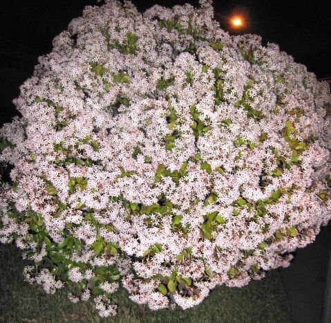 JADE money PLANT - Crassula argentea - garden gardening flower landscape design BONSAI