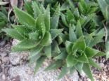 ALOE NOBILIS PLANT GARDEN GARDENING SUMMER FUN HOME & GARDEN