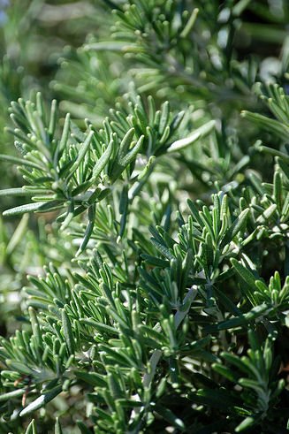 ROSEMARY CUTTING PLANT HERB GARDEN HOME COOKING KITCHEN SUPPLY HEALTH BEAUTY
