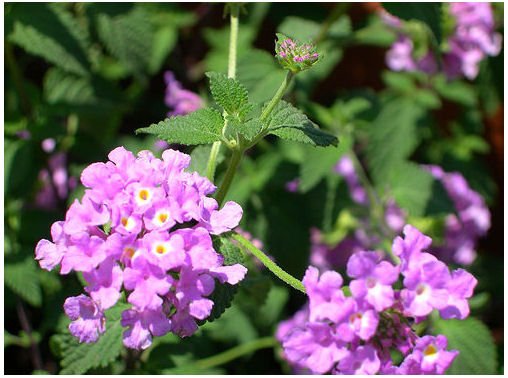 PURPLE VERBENA VINE GROUNDCOVER PLANT HOME GARDEN YARD
