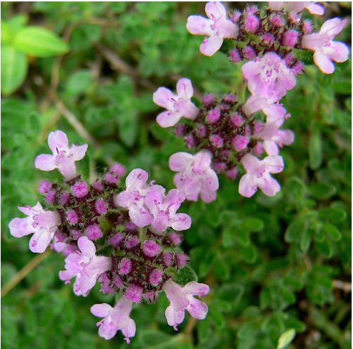 THYME HERB flower CUTTING GARDEN HOME HEALTH COOKING BEAUTY PLANT SEED