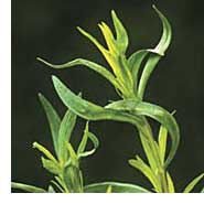 tarragon herb plant seed home garden cooking kitchen health beauty