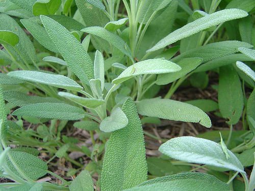 SAGE HERB CUTTING GARDEN HOME HEALTH COOKING BEAUTY PLANT SEED