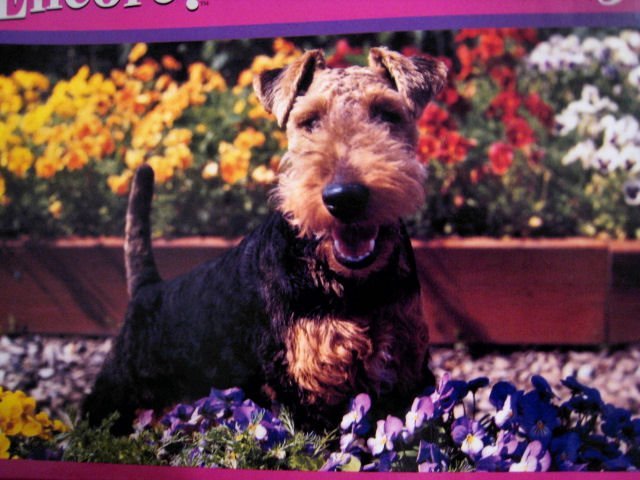 lot 3 set box parrot dog schnauzer garden flowers ENCORE PUZZLE 504 PIECE HOME decor art painting