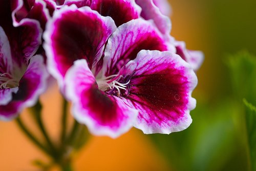 mini martha washington geranium cutting flower garden plant gardening hobby spring landscape