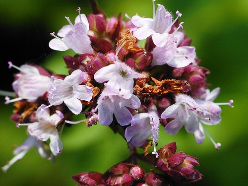 OREGANO HERB flower CUTTING GARDEN HOME HEALTH COOKING BEAUTY PLANT SEED