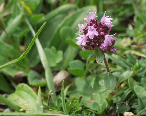 SWEET MARJORAM HERB flower CUTTING GARDEN HOME HEALTH COOKING BEAUTY PLANT SEED