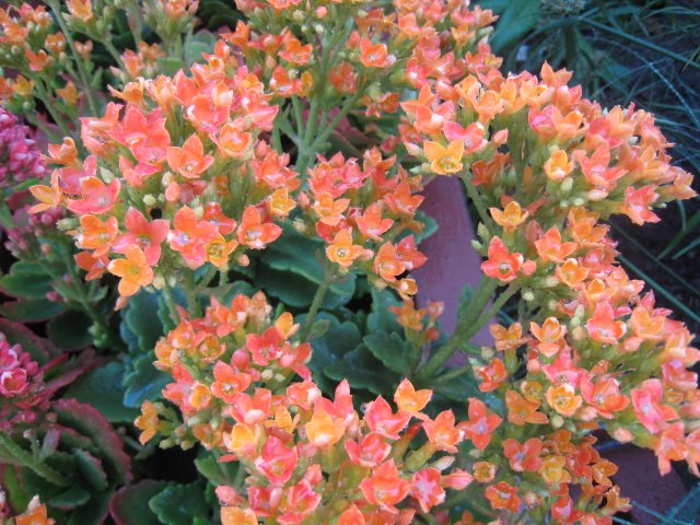 orange KALANCHOE CUTTING FLOWER GARDEN PLANT SEED HOME HOBBY GIFT DECOR SUCCULENT