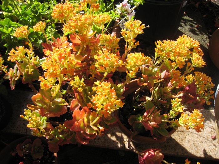 yellow KALANCHOE CUTTING FLOWER GARDEN PLANT SEED HOME HOBBY GIFT DECOR SUCCULENT