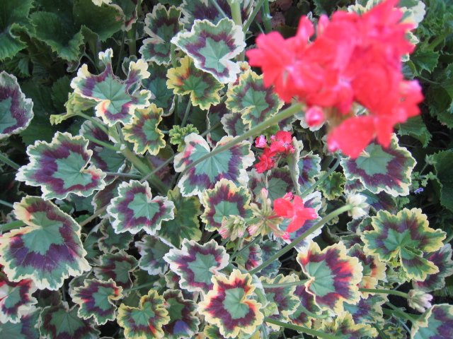 RARE RAINBOW LEAF GERANIUM PINK FLOWER PLANT CUTTING GARDEN HOBBY GARDENING SPRING