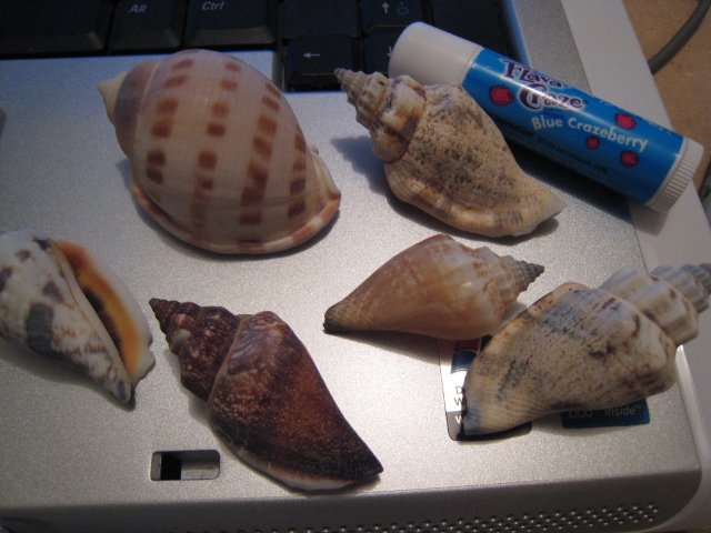 SHELL SHELLS CONCH HOME GARDEN DECOR GIFT BOX WRAP LOT 6