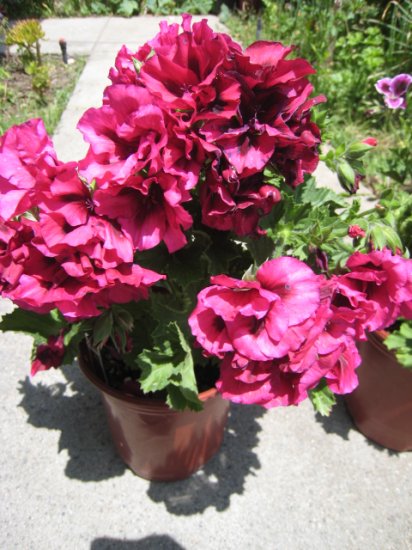 FUCHSIA PINK MARTHA WASHINGTON FLOWER GERANIUM CUTTING PLANT HOME GARDEN BUNCH