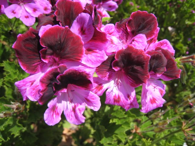twilight geranium martha washington cutting plant flower spring hobby garden gardening landscape