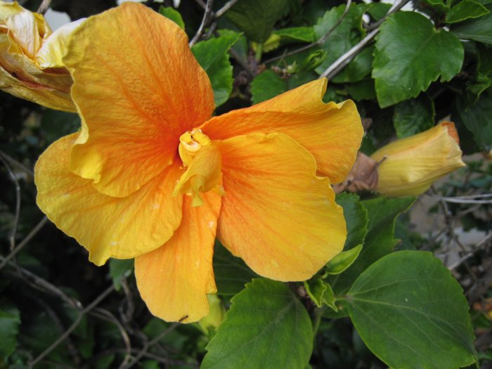 B THICKER TEXTURE HAWAIIAN orange YELLOW HIBISCUS FLOWER PLANT tree GARDEN CUTTING HOME GARDENING