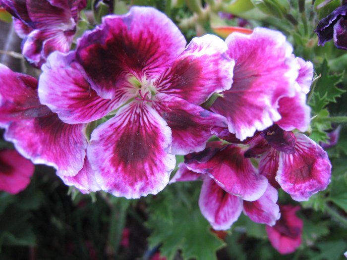 BIG FLOWER MARTHA WASHINGTON GERANIUM CUTTING PLANT HOME GARDEN