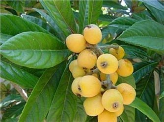 like peach pear apple LOQUAT PI PA FRUIT TREE CUTTING GARDEN PLANT HOME