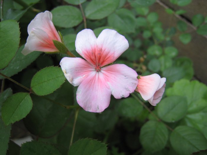 SNOW WHITE PINK FLOWER GERANIUM CUTTING PLANT GARDEN HOME