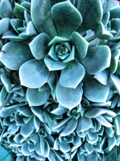ROSE JADE SUCCULENT CACTUS CUTTING PLANT TREE FLOWER home garden bonsai crassula hens chicks