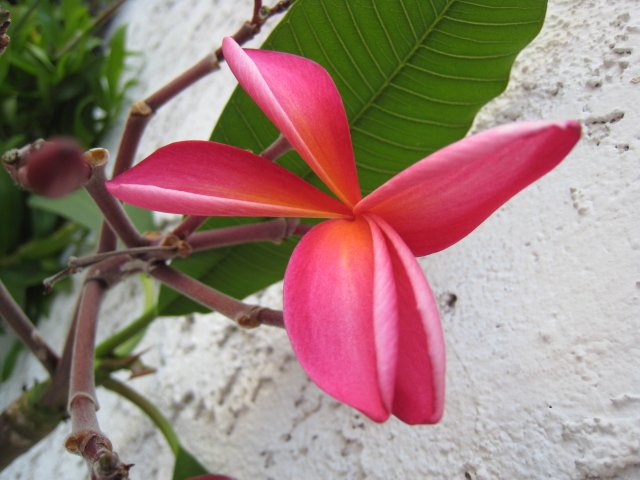 RUBY RED ORANGE TINGE PLUMERIA CUTTING flower hawaii PLANT HOME GARDEN HOBBY
