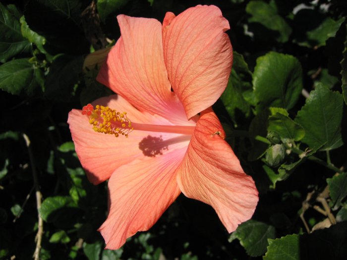 A SOFT HAWAIIAN orange YELLOW HIBISCUS FLOWER PLANT tree GARDEN CUTTING HOME GARDENING