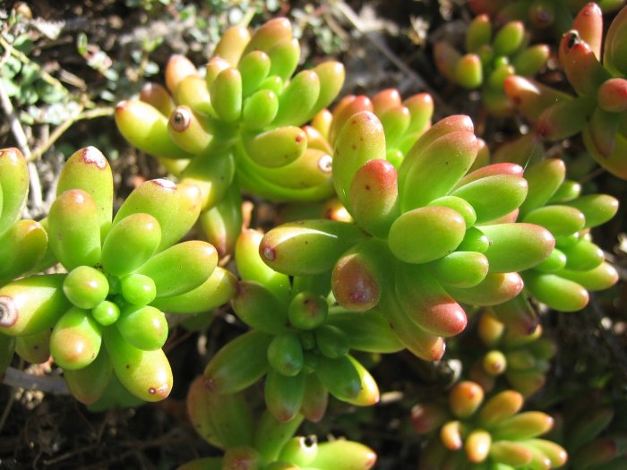 JELLY BEANS SUCCULENT CACTUS CUTTING PLANT TREE GARDEN LANDSCAPE FLOWER summer SEED home & garden