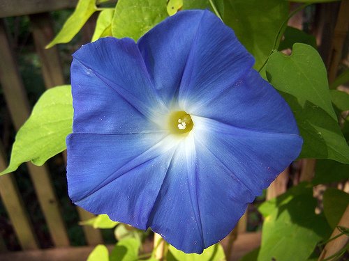 PROMO SALE - blue MORNING GLORY FLOWER 100 SEEDS SEED PLANT Dicotyledonae HOME GARDEN VINE