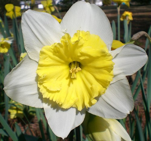 PROMO SALE - white yellow ASST DAFFODILS FLOWER 12 BULB BULBS PLANT SEED HOME GARDEN