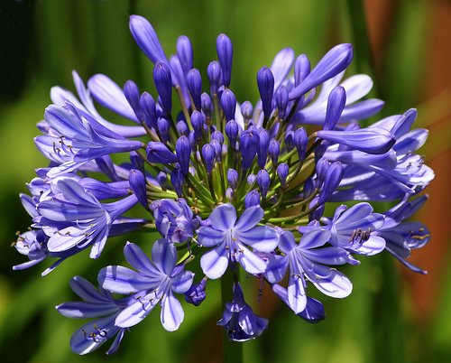 BLUE AGAPANTHUS lily of the nile BULB SEED PLANT GARDEN HOME GARDENING