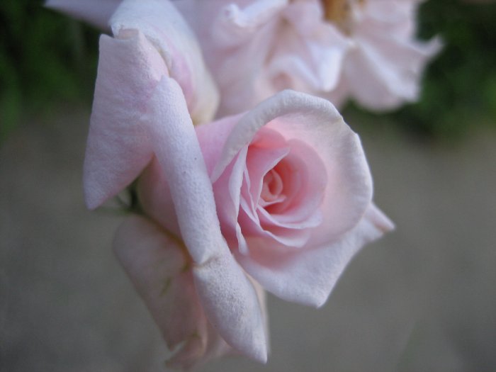 PINK ROSE FLORIBUNDA CLIMBING mini miniature flower CUTTING PLANT GARDEN HOME HOBBY SEED GARDENING